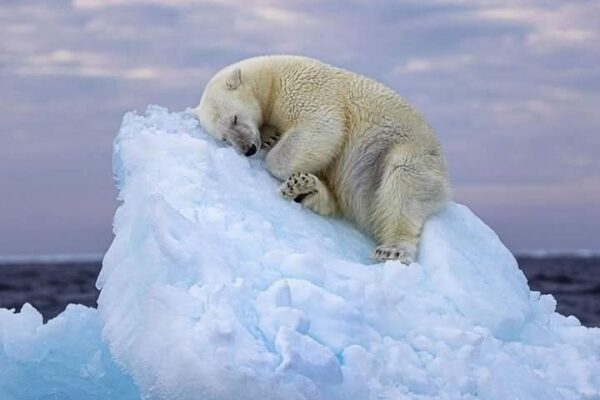 În liniștea Arcticii, o poveste emoționantă prinde viață prin obiectivul lui Nima Sarikhani, un fotograf britanic „amator”. Fotografia sa câștigătoare surprinde un tânăr urs polar găsindu-și refugiul pe un aisberg tot mai mic, oferind o privire profundă asupra fragilului echilibru dintre frumusețea și vulnerabilitatea naturii.