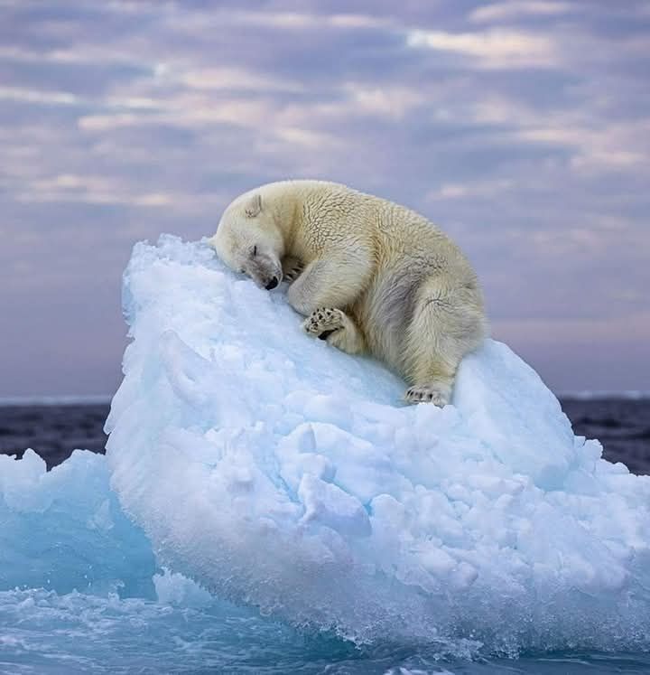 În liniștea Arcticii, o poveste emoționantă prinde viață prin obiectivul lui Nima Sarikhani, un fotograf britanic „amator”. Fotografia sa câștigătoare surprinde un tânăr urs polar găsindu-și refugiul pe un aisberg tot mai mic, oferind o privire profundă asupra fragilului echilibru dintre frumusețea și vulnerabilitatea naturii.